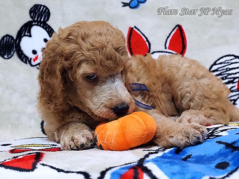 �A�v���R�b�g�q��